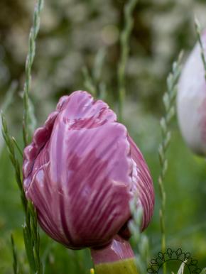 Tulipán - Rózsaszín