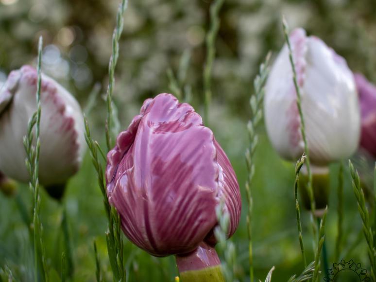 Tulipán - Rózsaszín
