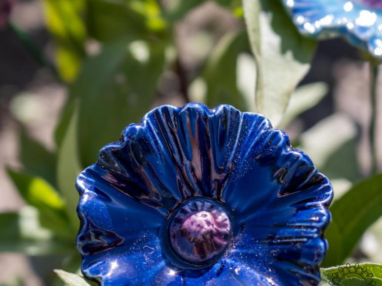 Búzavirág - Kék